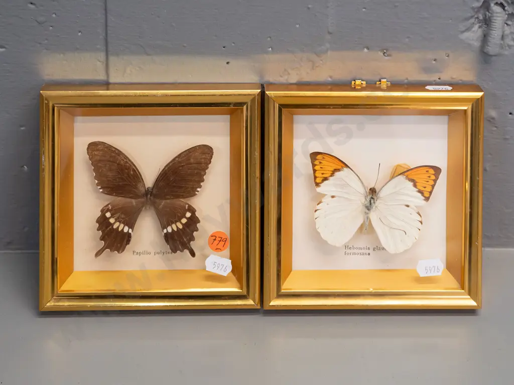 2 butterflies in brass finish metal over wood frames - some wear/damage, one frame missing hanging bracket. H-145 W-145 Image 1++
