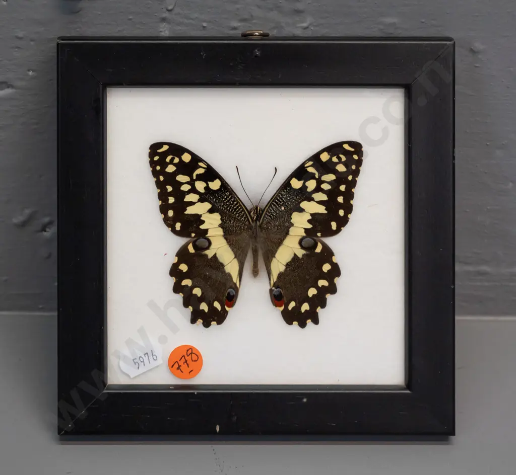 Citrus Swallowtail butterfly in glazed & black painted timber frame H-160 W-160 Image 1++