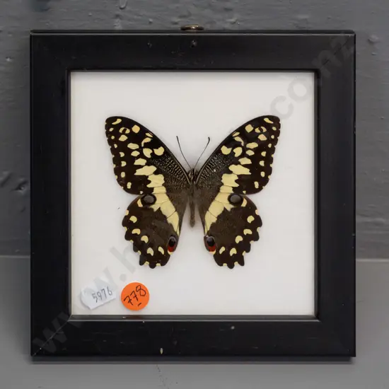 Citrus Swallowtail butterfly in glazed & black painted timber frame H-160 W-160