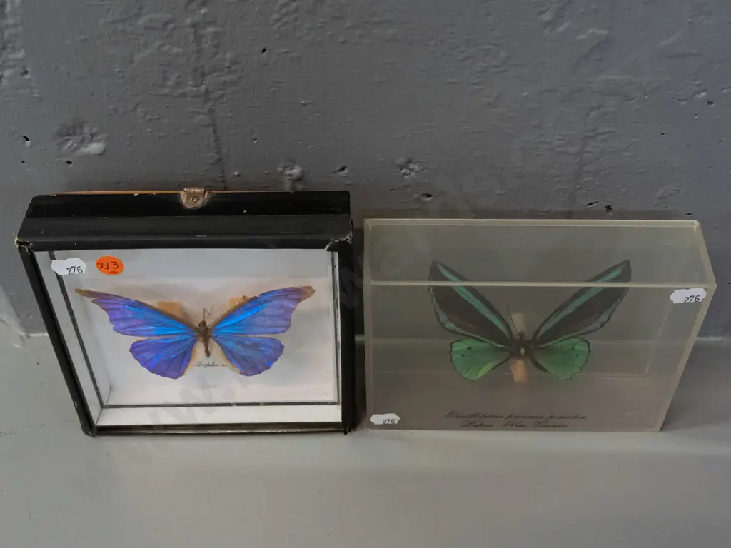 2 cased butterflies - one in perspex case from Papua New Guinea, morpho in wooden case with  glass front - some damage Image 1++