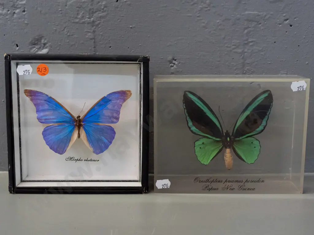 2 cased butterflies - one in perspex case from Papua New Guinea, morpho in wooden case with  glass front - some damage Image 1++