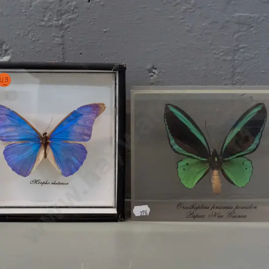 2 cased butterflies - one in perspex case from Papua New Guinea, morpho in wooden case with  glass front - some damage