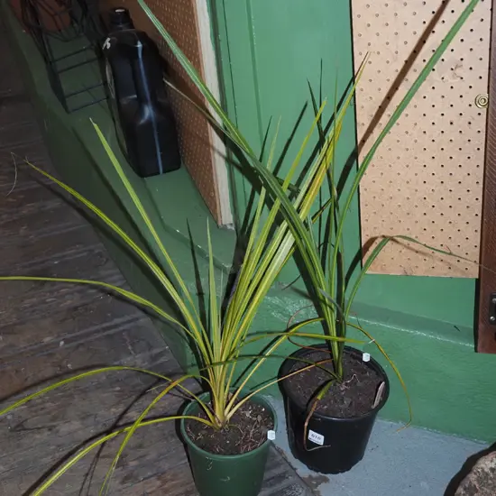 2x potted cabbage trees
