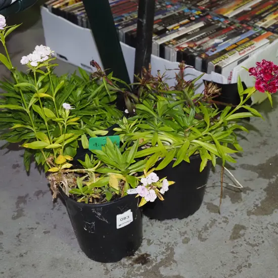 3x potted dianthus