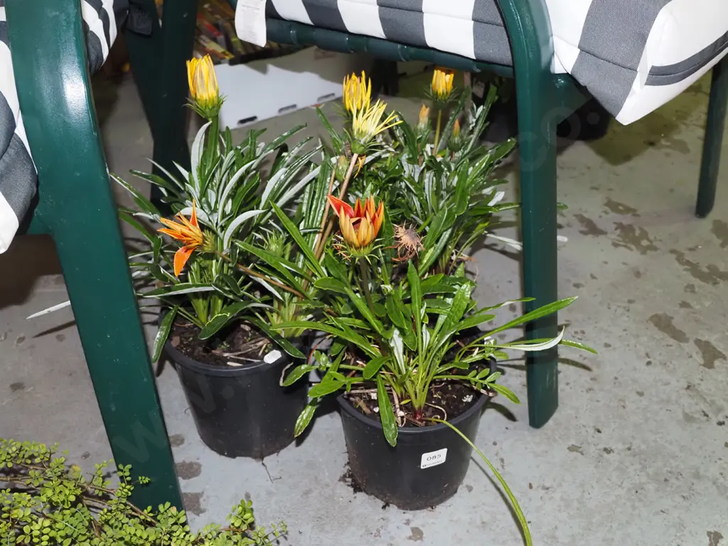 3x potted daisies Image 1++