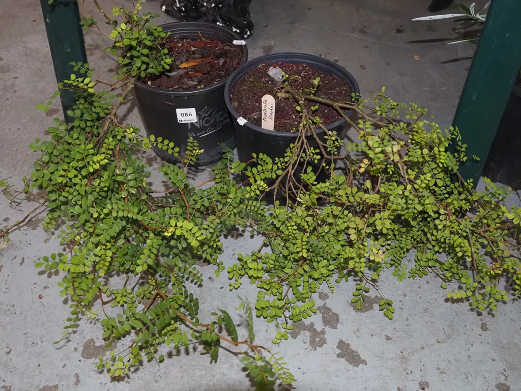 2x potted prostrate kowhai Image 1++