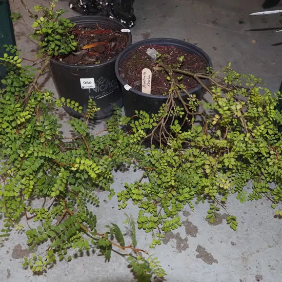 2x potted prostrate kowhai