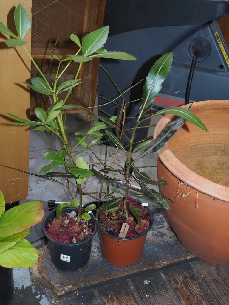 2x potted pseudopanax Image 1++