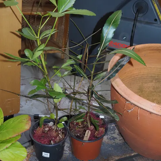2x potted pseudopanax
