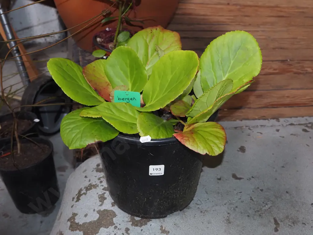 potted bergen Image 1++