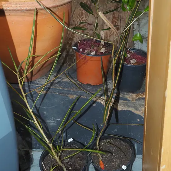 2x potted lancewoods