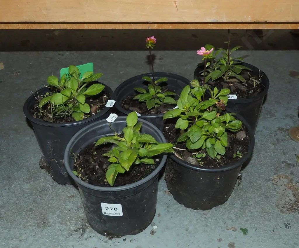 5x potted mini dahlias Image 1++