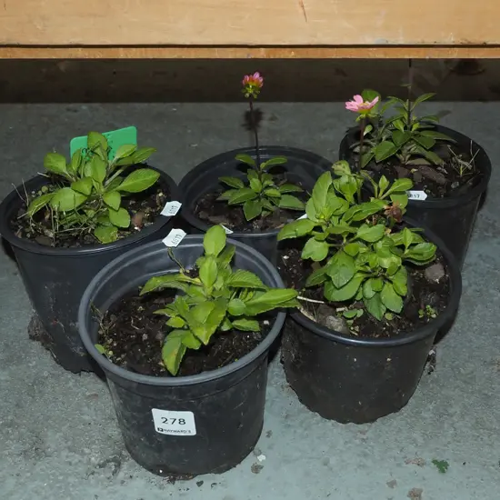 5x potted mini dahlias