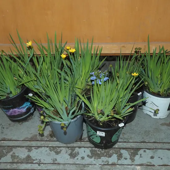 7x potted yellow eyed grasses