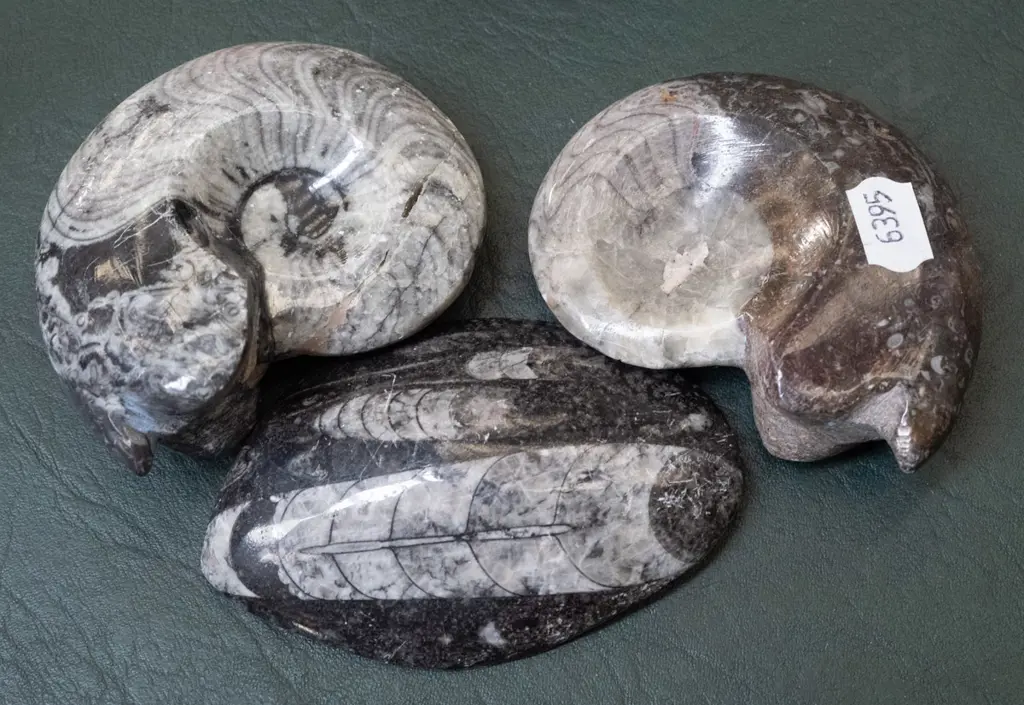 3x polished fossil specimens Image 1++