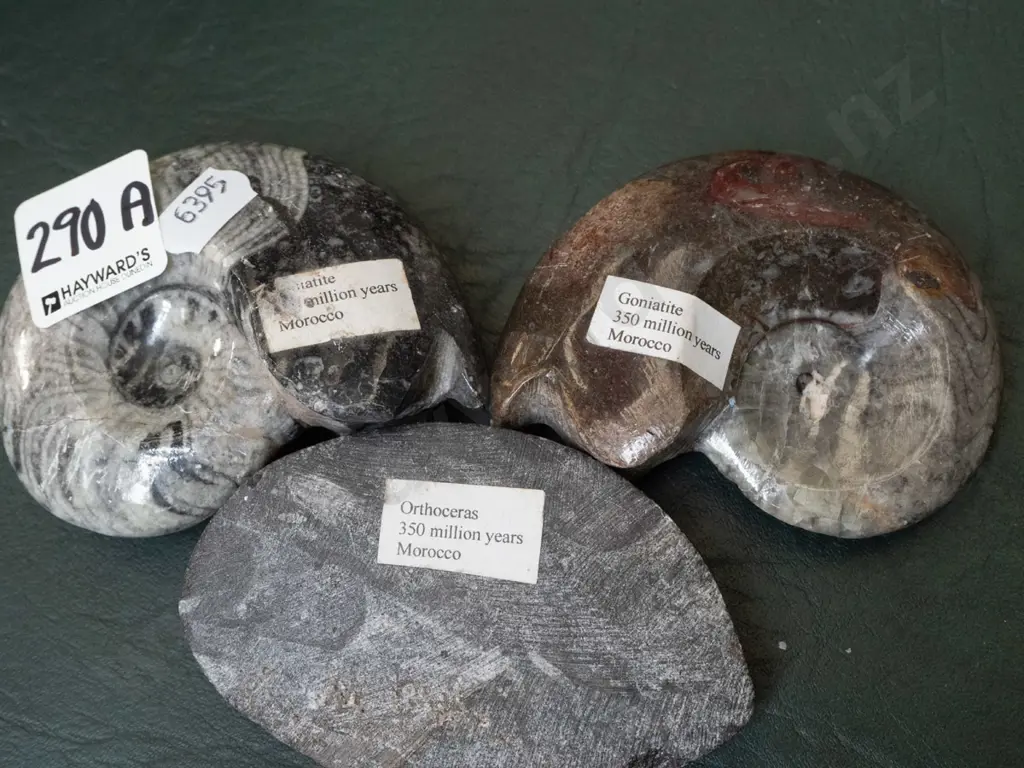 3x polished fossil specimens Image 1++