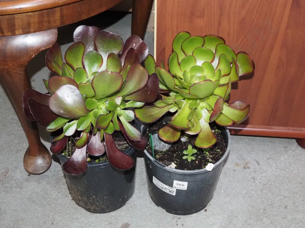 2x potted succulents Image 1++