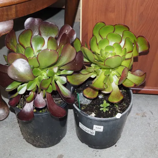 2x potted succulents