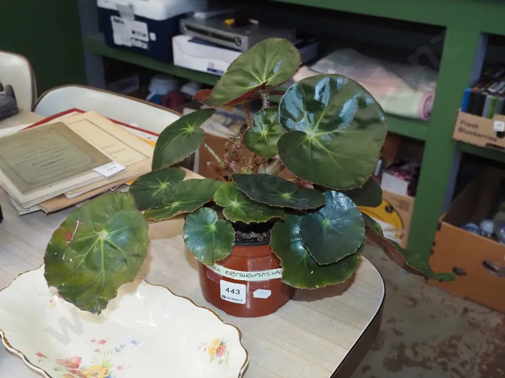 indoor plant begonia erythrophylla Image 1++