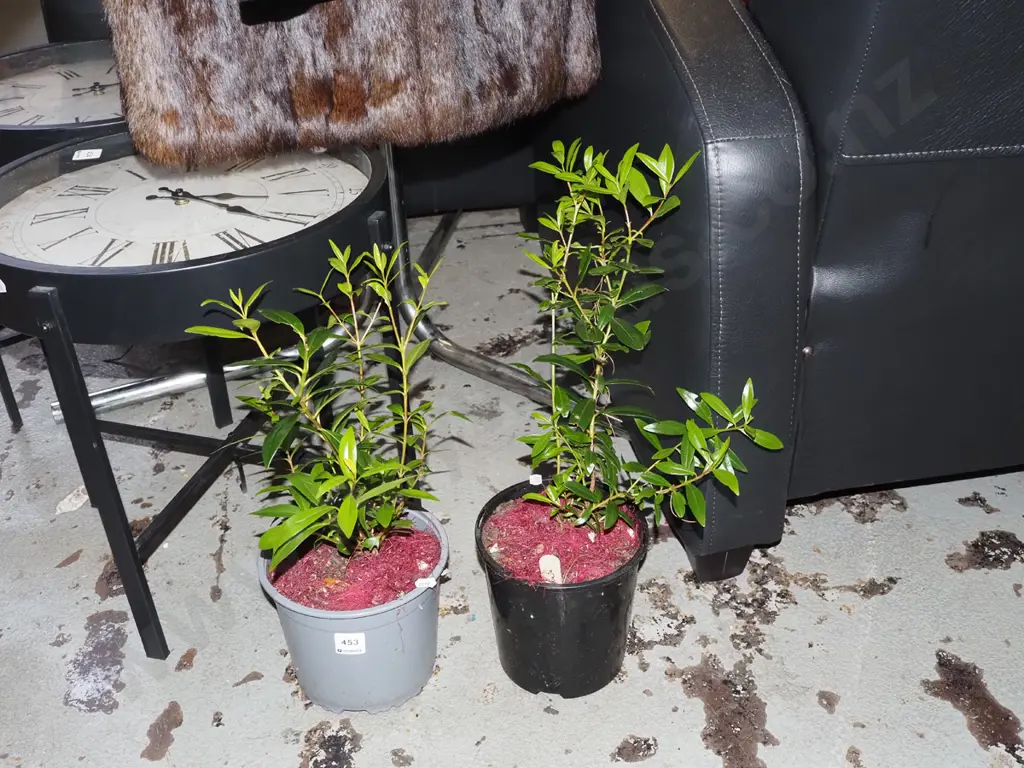 2x potted rata Image 1++