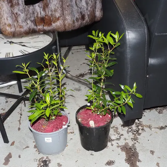 2x potted rata