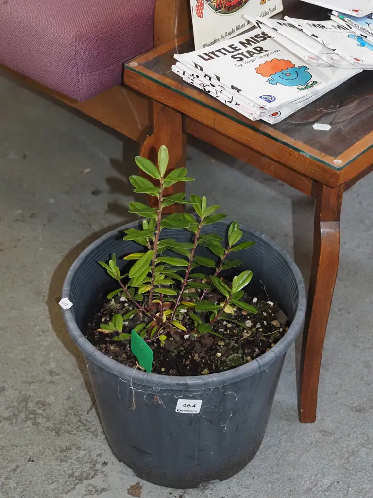 potted pohtukawa Image 1++