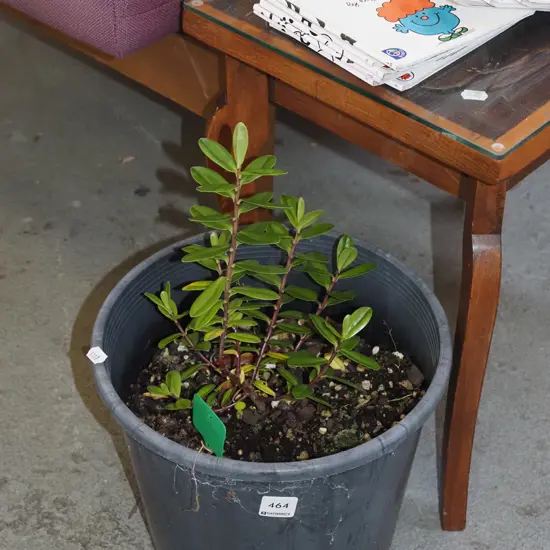 potted pohtukawa
