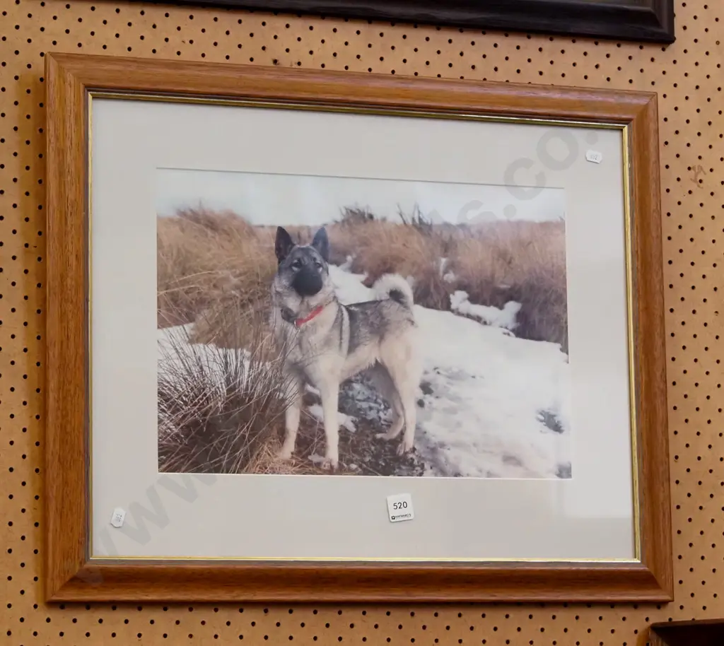 framed photo - dog in snow Image 1++
