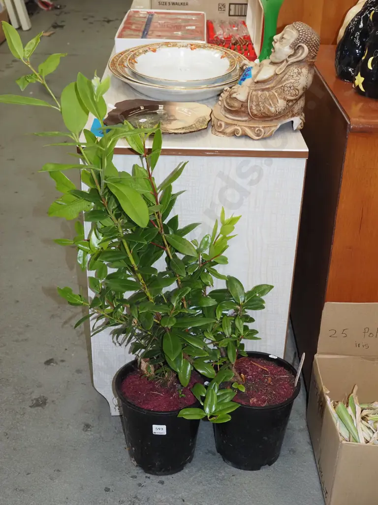 2x tall potted pohutukawa Image 1++