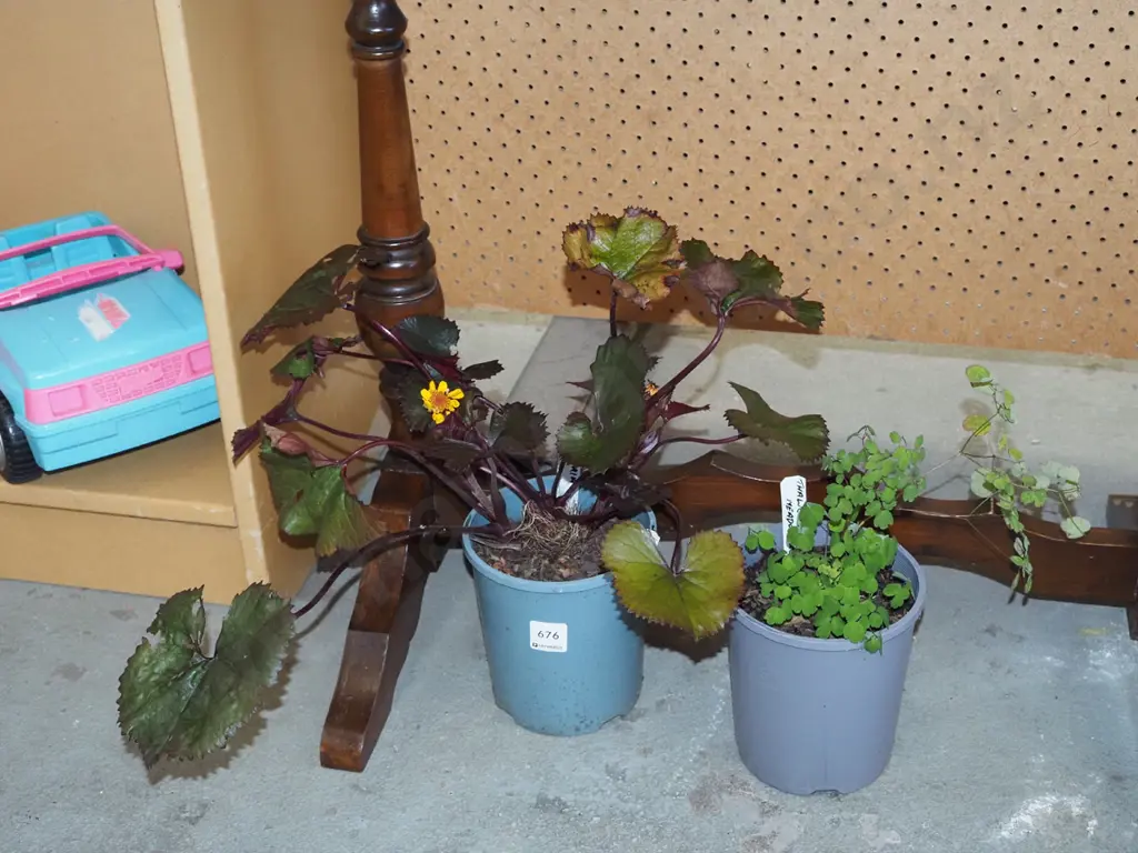 potted thalictrun - meadow rue, potted ligularia Image 1++