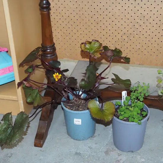 potted thalictrun - meadow rue, potted ligularia