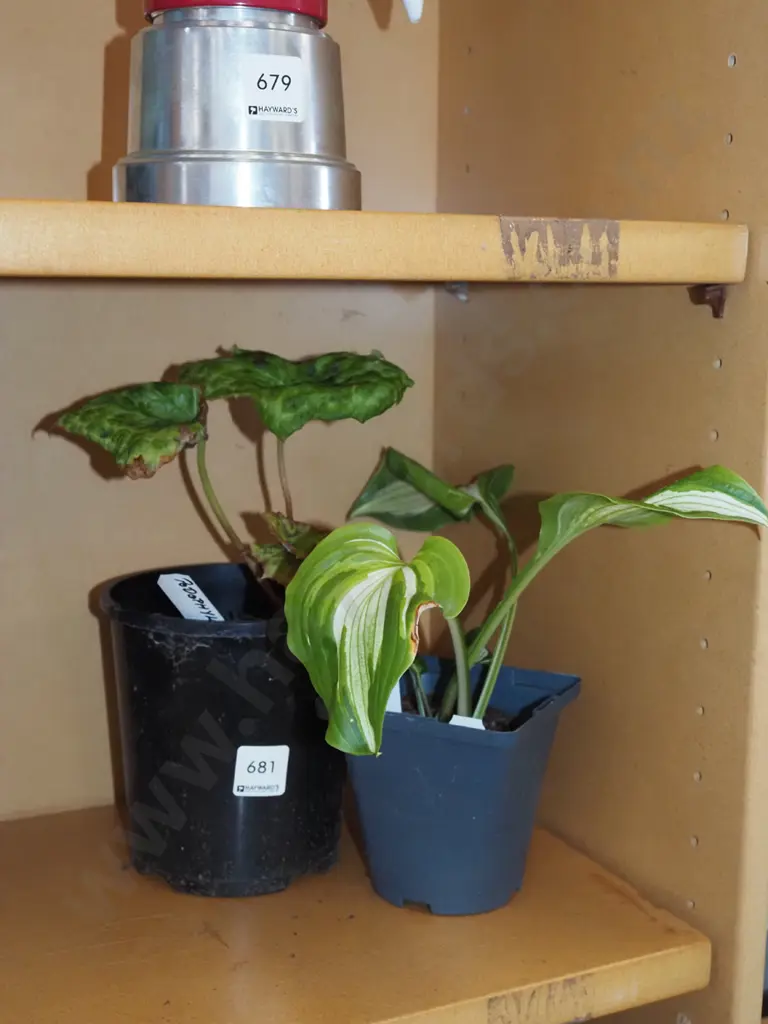 potted podophyllum, potted hosta Image 1++