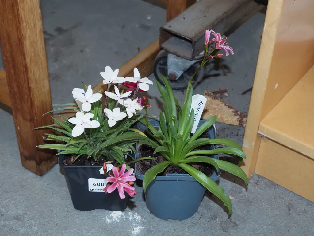 potted rhodohypoxis, potted lewisia Image 1++