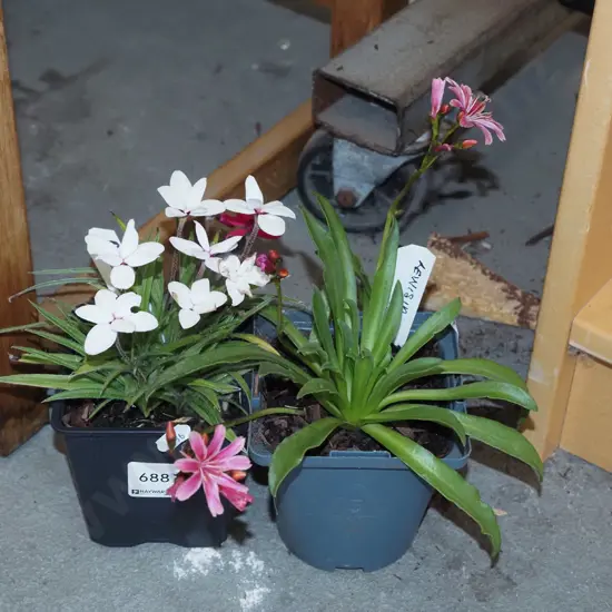 potted rhodohypoxis, potted lewisia