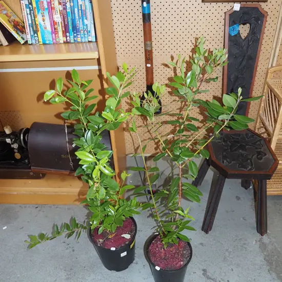 2x large potted pohutukawa