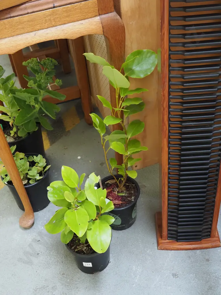 2x potted broad leaves Image 1++