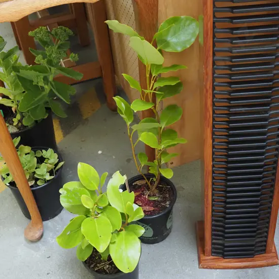 2x potted broad leaves