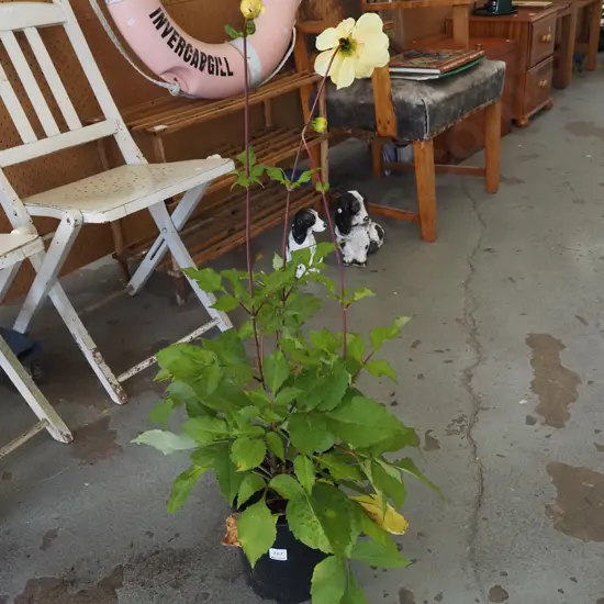 yellow potted dahlia