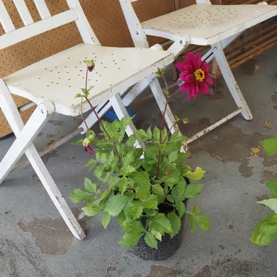 crimson potted dahlia