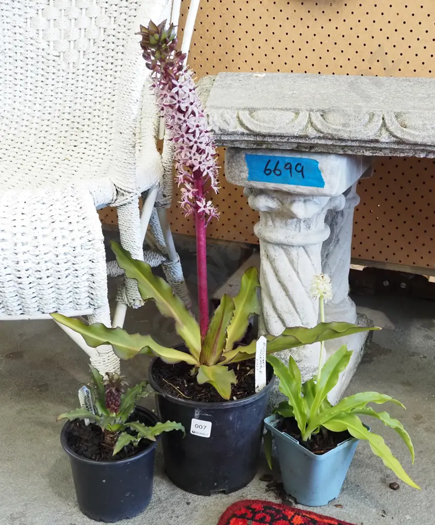 3x potted pineapple lillies Image 1++