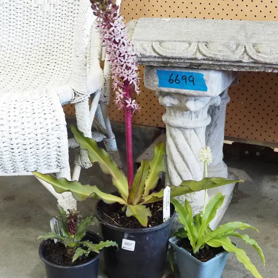 3x potted pineapple lillies