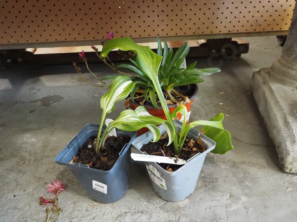 2x potted hosta, potted lewisia Image 1++