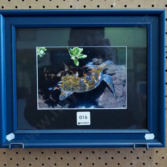 framed photo - turtle