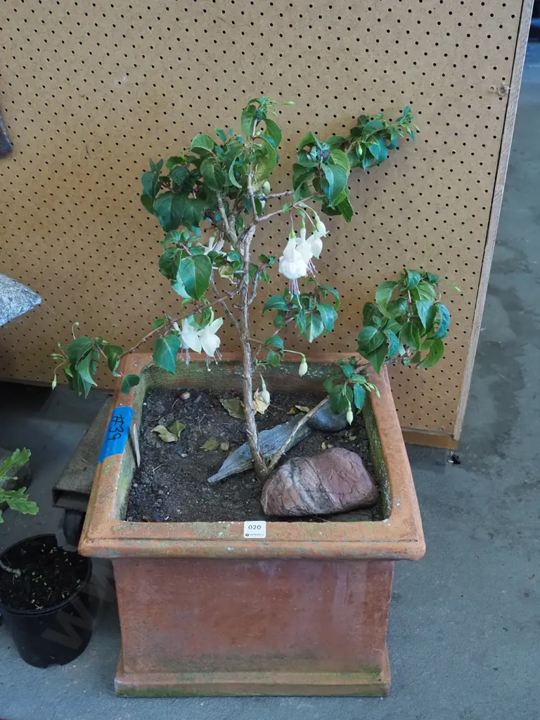 fuschia in terracotta planter Total H770 Image 1++