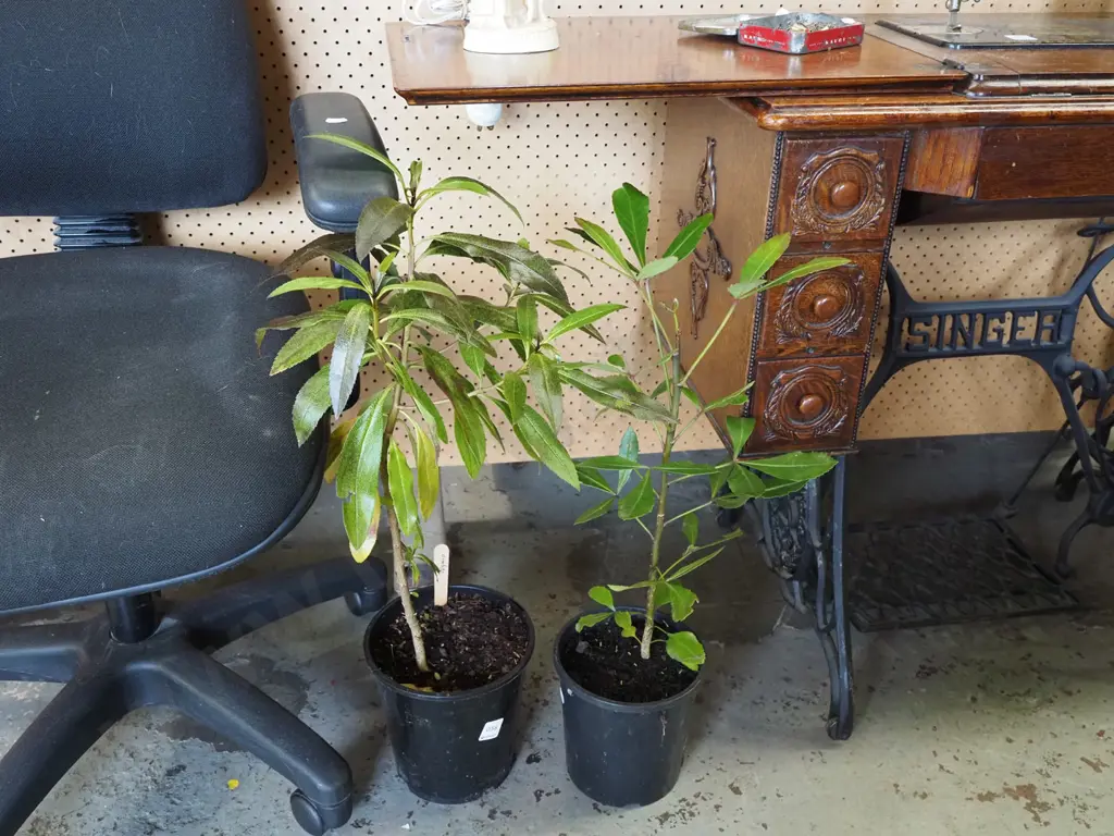 potted ngaio, potted pseudopanax Image 1++