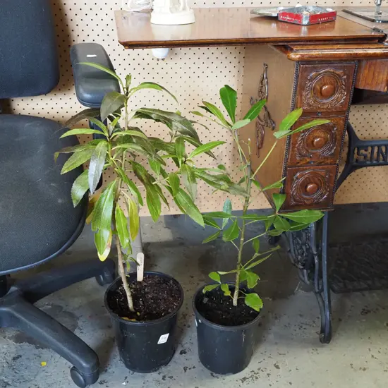 potted ngaio, potted pseudopanax