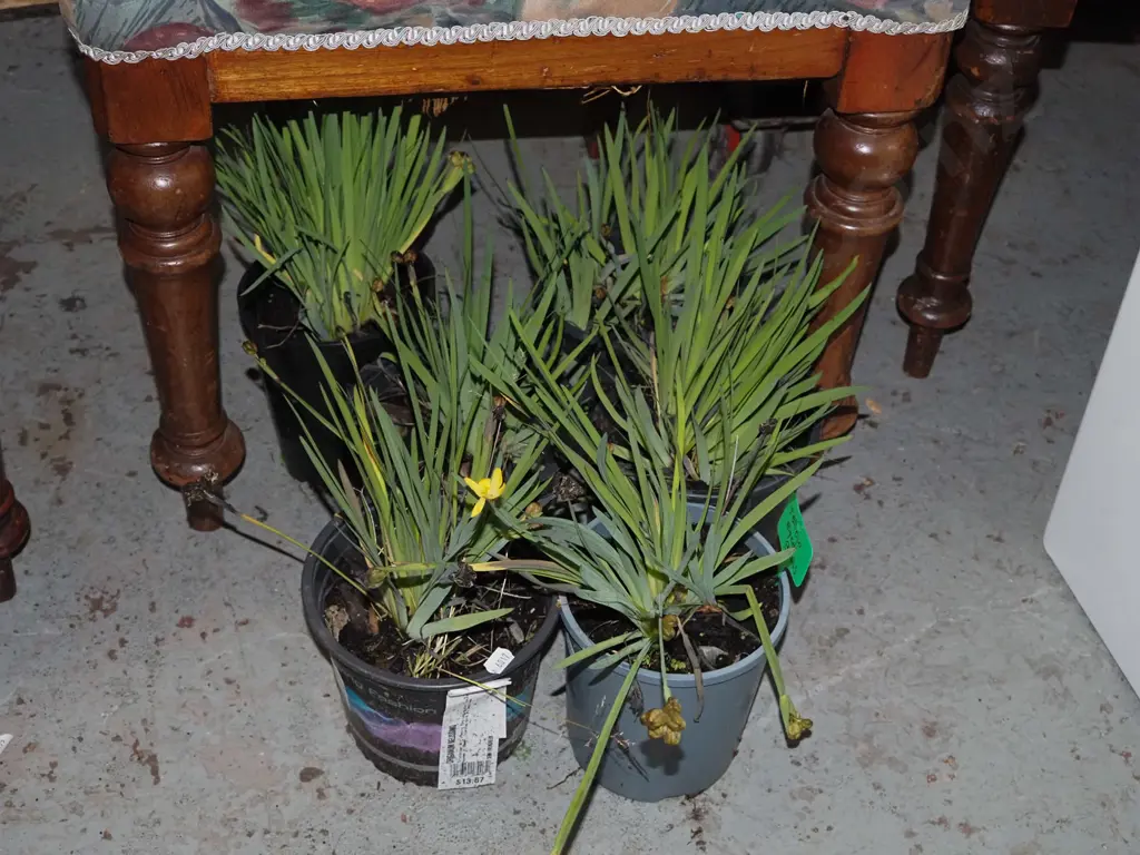 6x potted yellow eyed grasses Image 1++