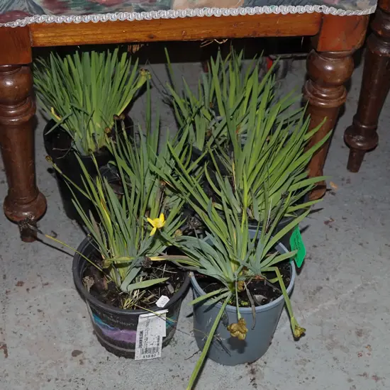 6x potted yellow eyed grasses