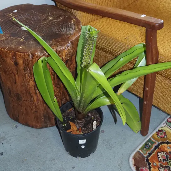 potted pineapple lily