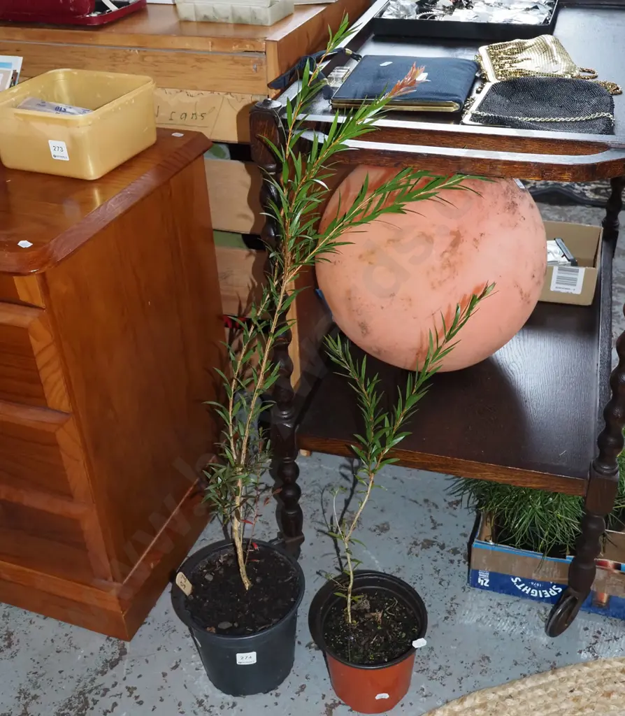 2x potted bottle brushes Image 1++